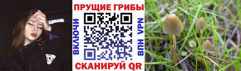 Галлюциногенные грибы Psilocybe  где можно купить   Уржум 